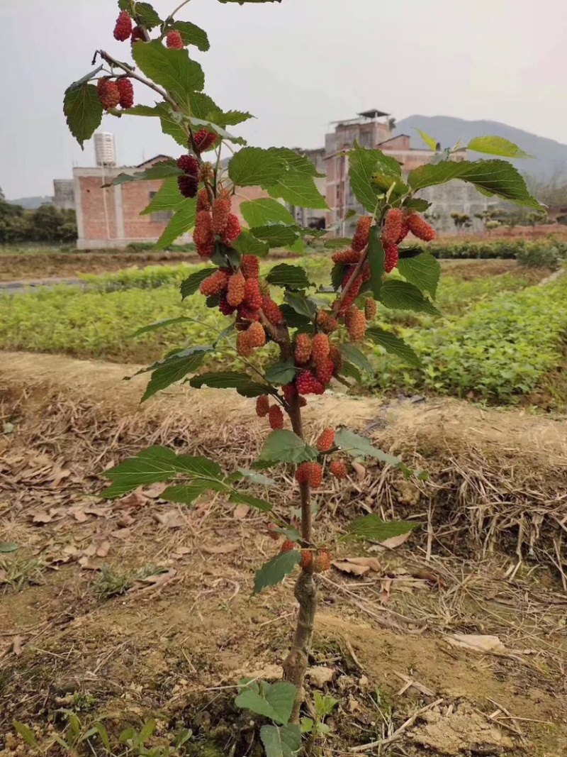 十大无仔果桑苗，长果桑苗，四季开花结果，当年种当年结果