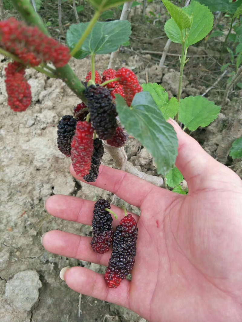 十大无仔果桑苗，长果桑苗，四季开花结果，当年种当年结果