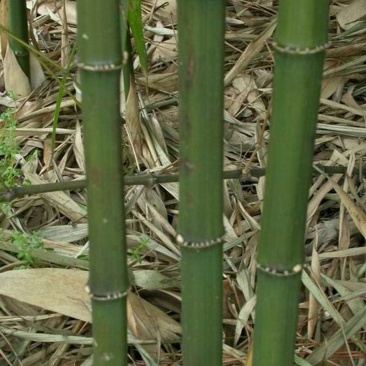 方竹