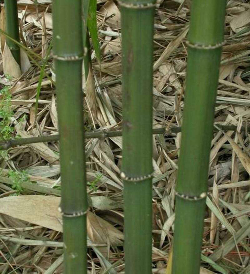 方竹