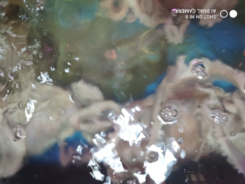 精品鲜活八爪鱼，品质好，大爆头