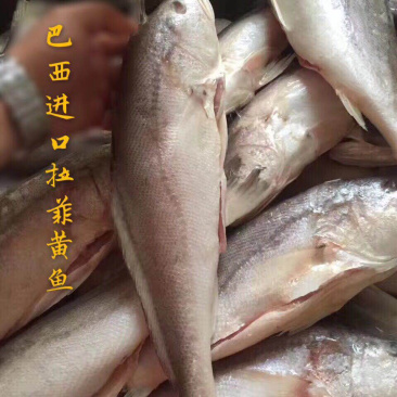 开背腌制拉菲黄鱼