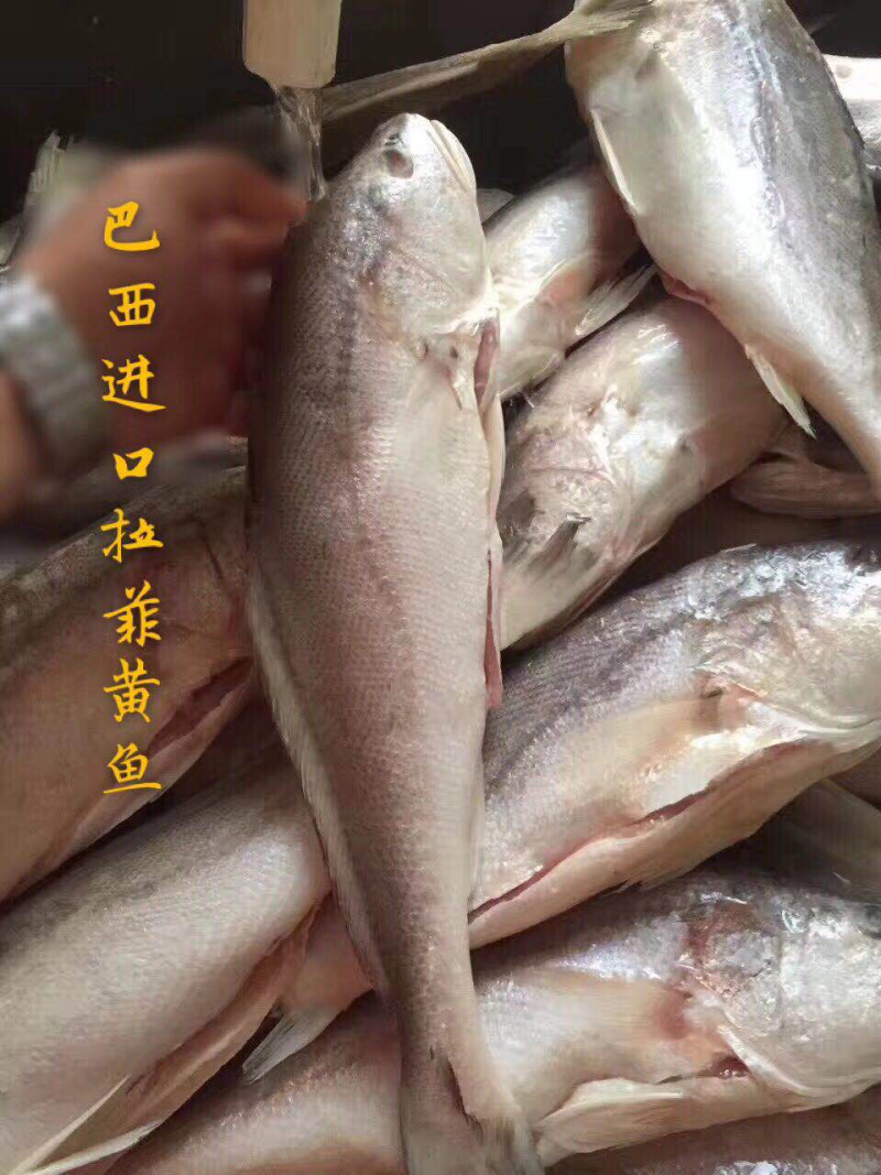 开背腌制拉菲黄鱼