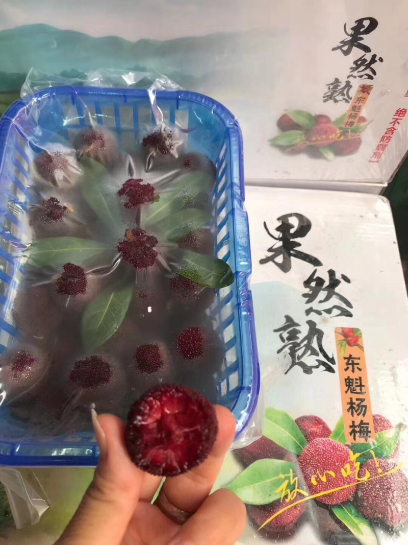 东魁杨梅每日新鲜到货江南直批发
