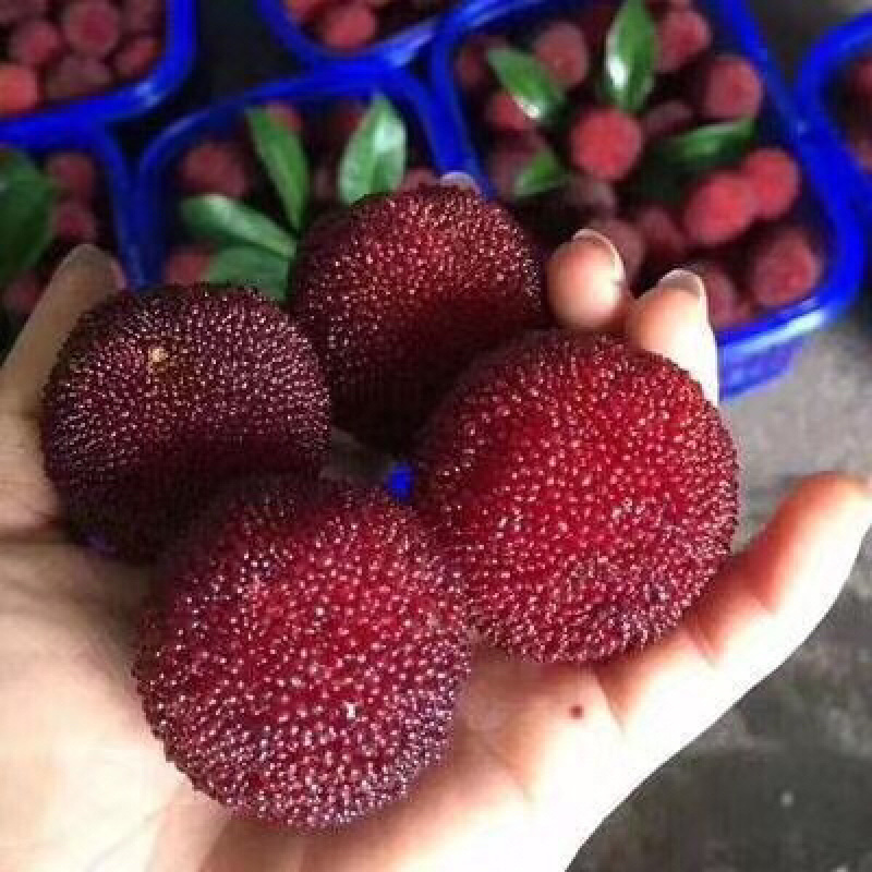 东魁杨梅每日新鲜到货江南直批发