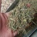 苦地丁地丁干货无硫各种草药类中药材
