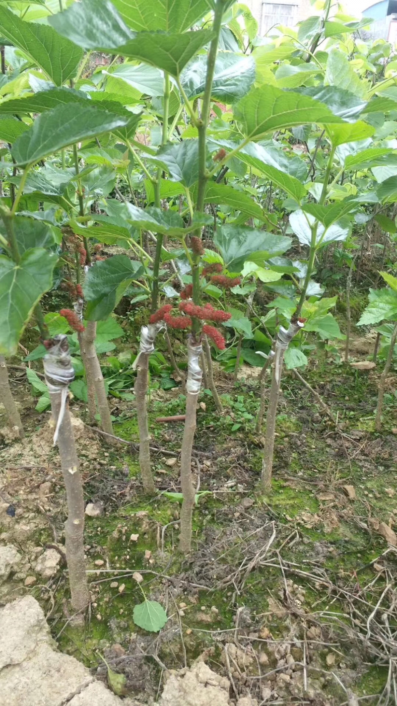 台湾四季长果桑苗，十大无籽果桑苗当年种当年结果