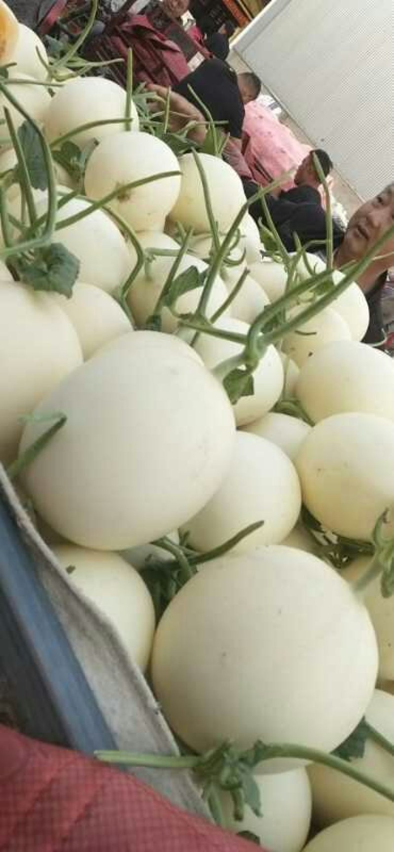 甜瓜质量好，代发全国，保证质量有要的抓紧联系