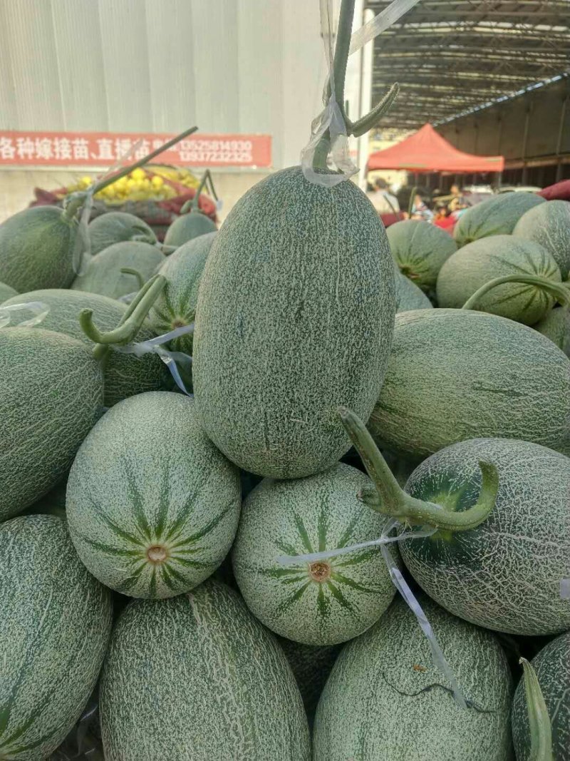 甜瓜质量好，代发全国，保证质量有要的抓紧联系