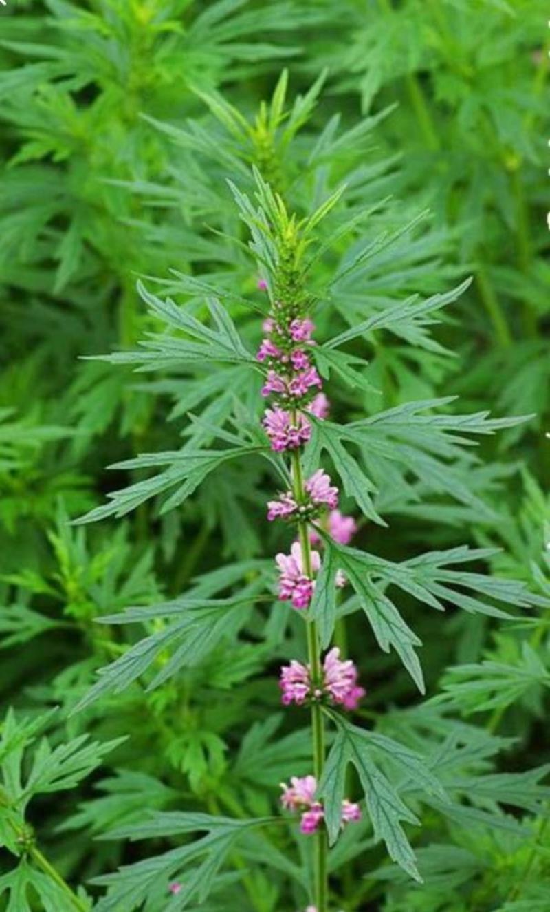 益母草种子纯新采收包发芽种植简单适应能力强提供技术