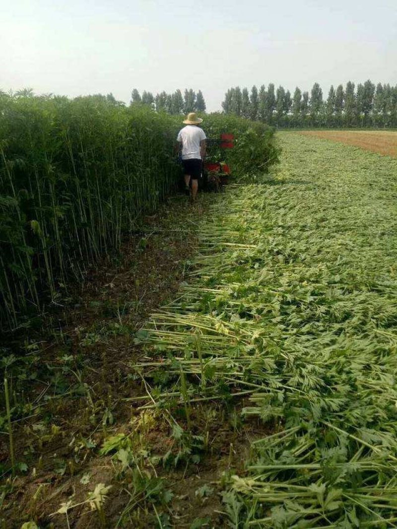 益母草种子纯新采收包发芽种植简单适应能力强提供技术