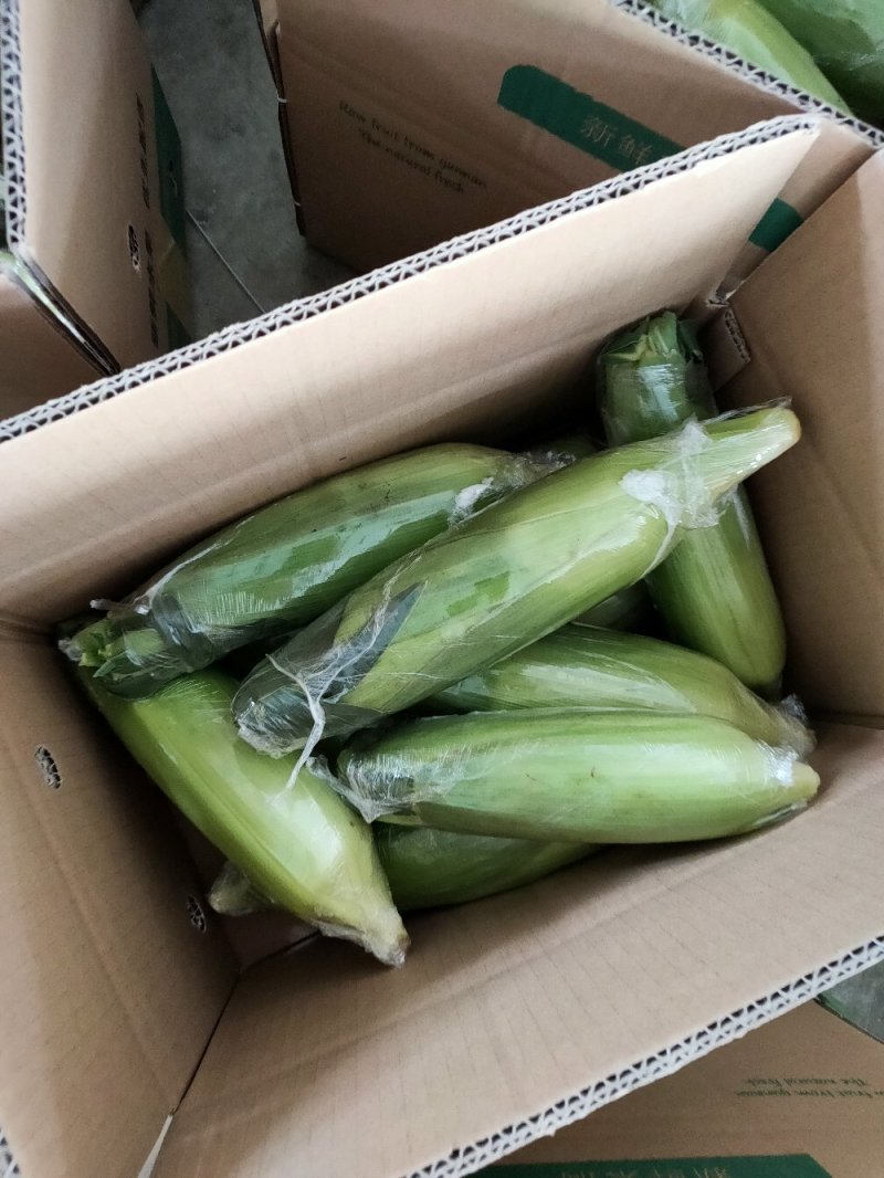 新鲜水果玉米10斤装现货