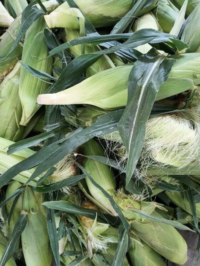 新鲜水果玉米10斤装现货