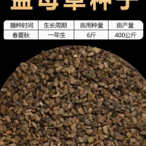 益母草种子纯新采收包发芽种植简单适应能力强提供技术