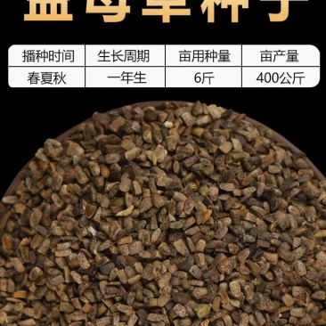 益母草种子纯新采收包发芽种植简单适应能力强提供技术