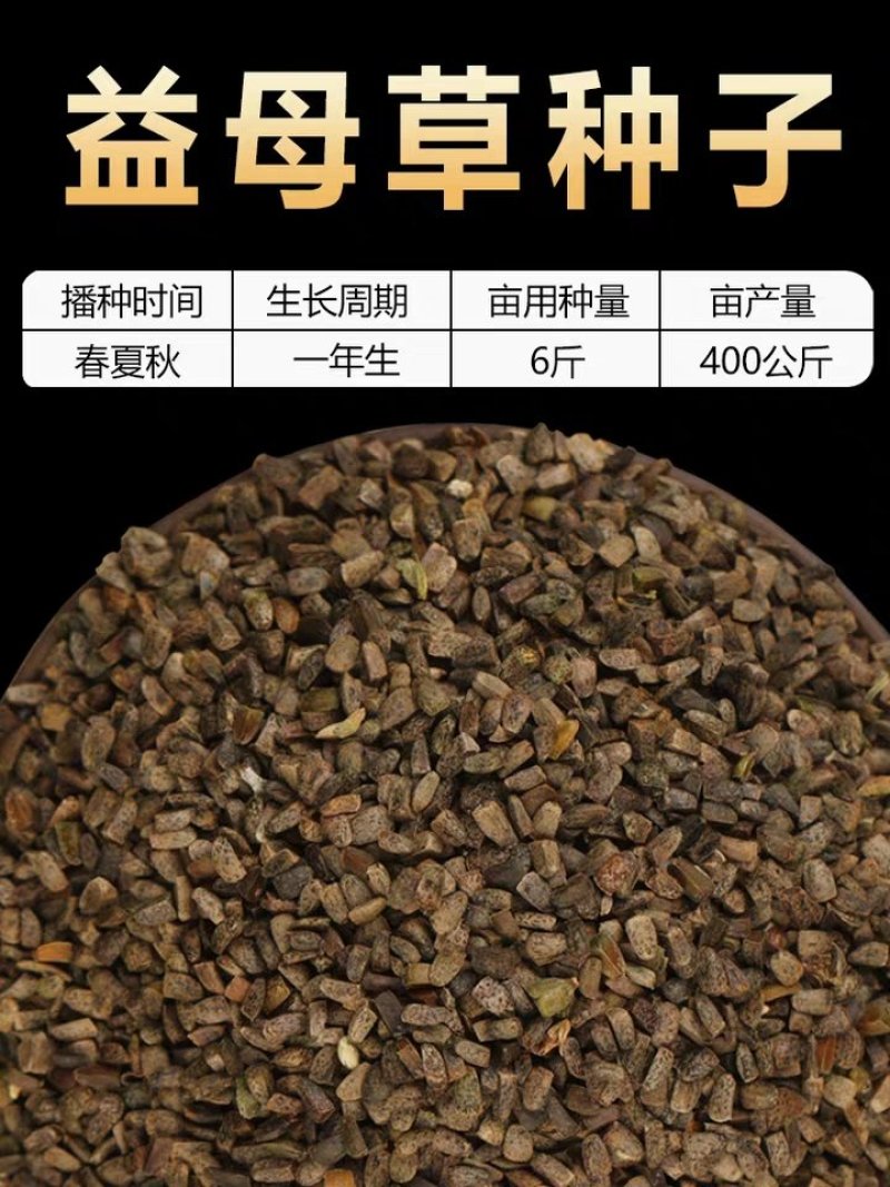 益母草种子纯新采收包发芽种植简单适应能力强提供技术