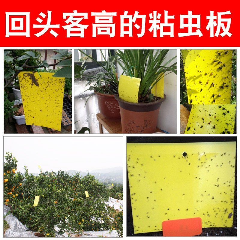 双面敷胶诱虫板粘虫板菜地田间杀虫板进口PP材质粘虫板
