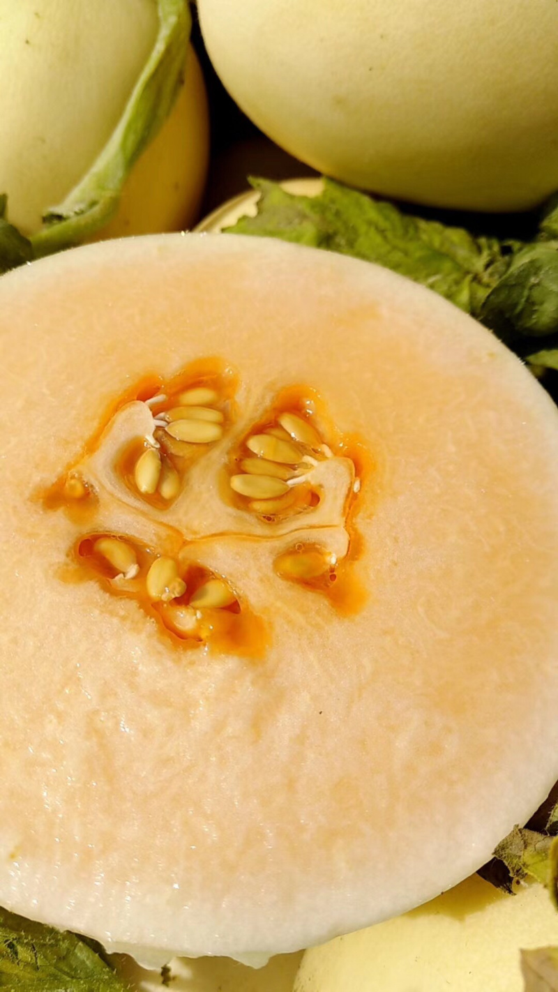 脆蜜，脆梨，新鲜甜瓜，白皮红肉，大量上市