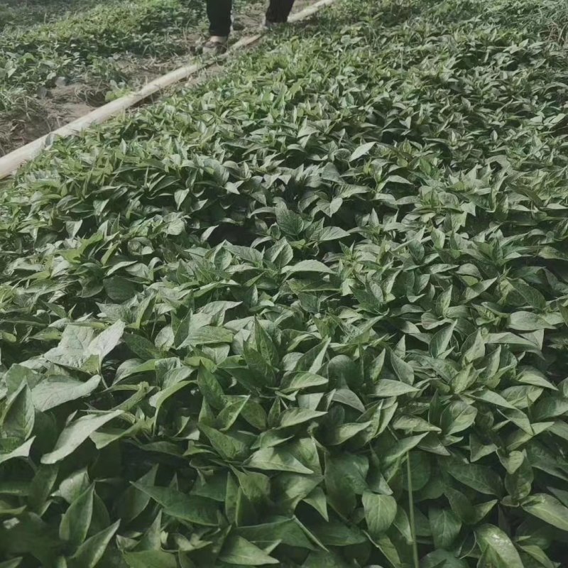 辣椒苗