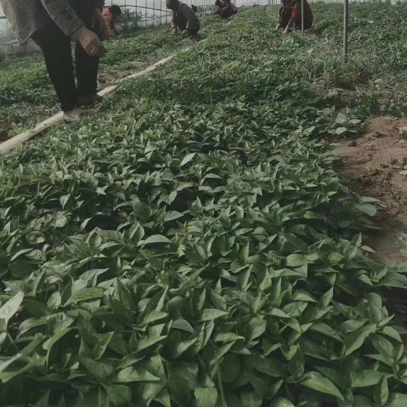 辣椒苗