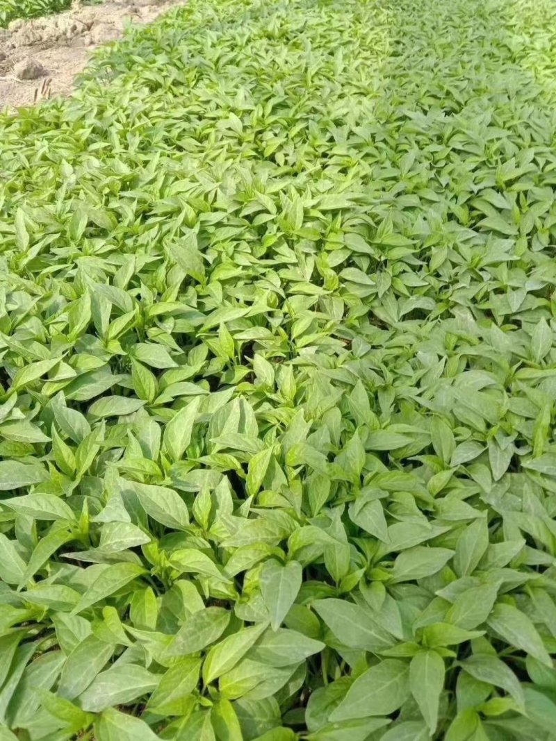 辣椒苗