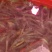 精品南美白对虾，鲜活，产地直供，支付线上交易