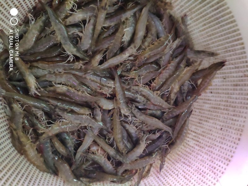 精品南美白对虾，鲜活，产地直供，支付线上交易