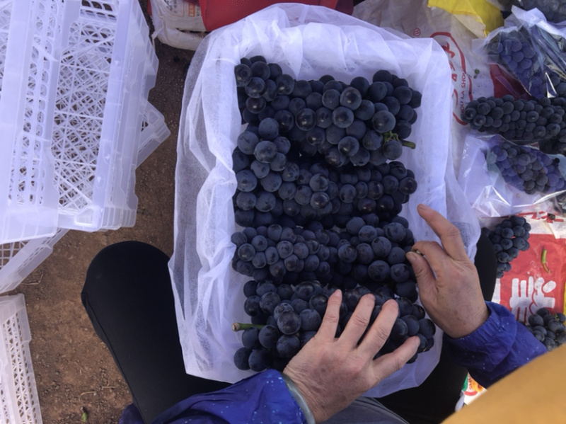 夏黑葡萄1~2斤5%以下