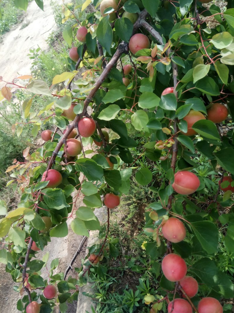 丰园红，杏