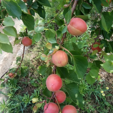 丰园红，杏