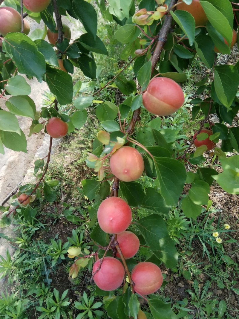丰园红，杏