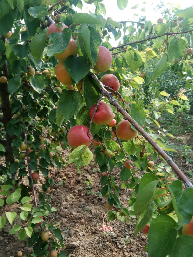 丰园红，杏
