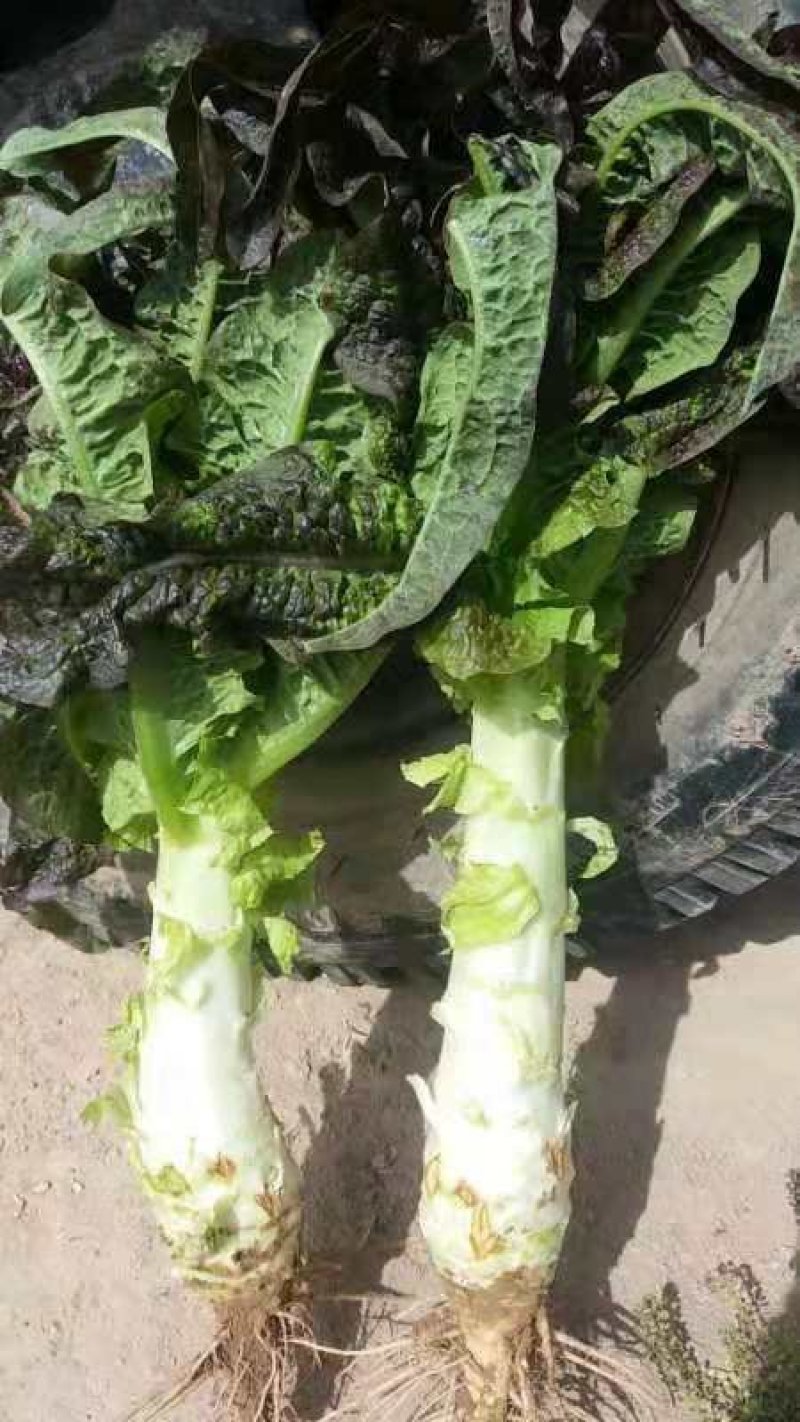 靖远县红莴笋大量上市