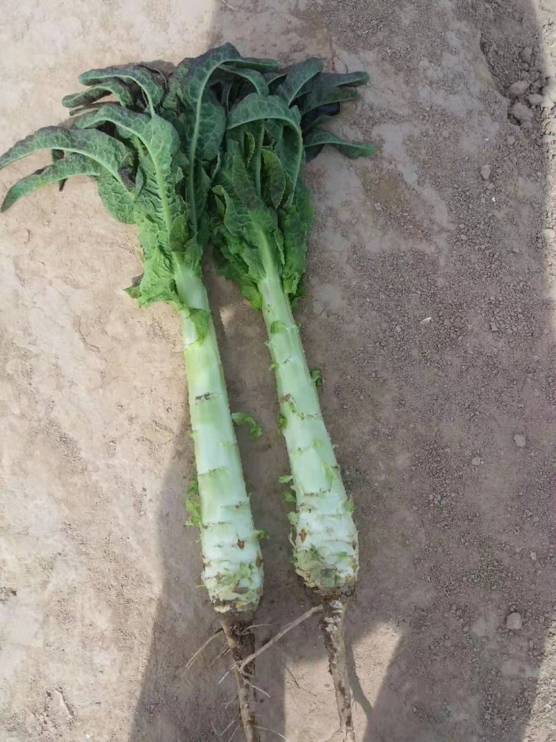 靖远县红莴笋大量上市