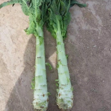 靖远县红莴笋大量上市