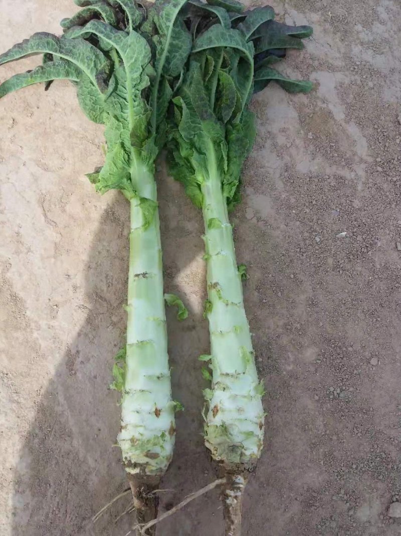 靖远县红莴笋大量上市