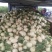 甜瓜东方蜜甜瓜台州三门东方蜜1号甜瓜批发量大高品诚信经营
