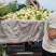 甜瓜东方蜜甜瓜台州三门东方蜜1号甜瓜批发量大高品诚信经营