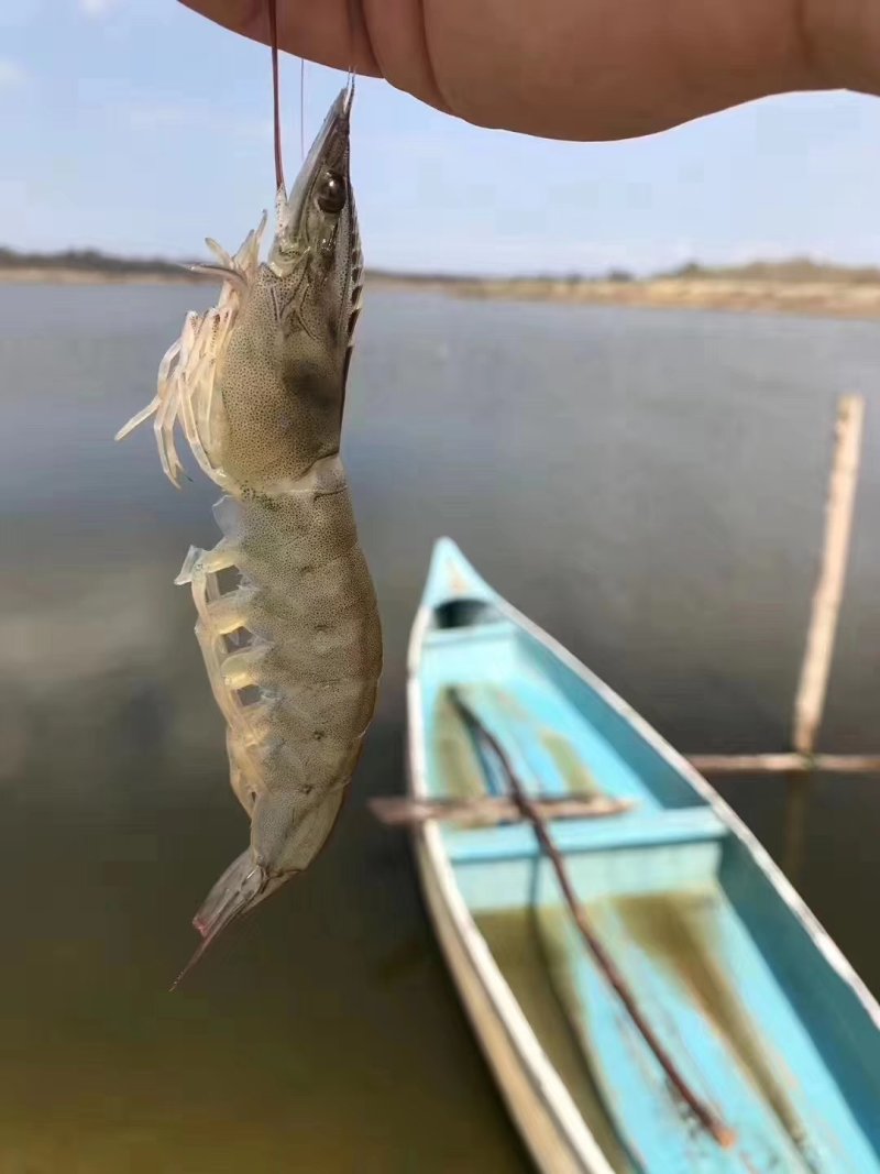 厄瓜多尔进口虾