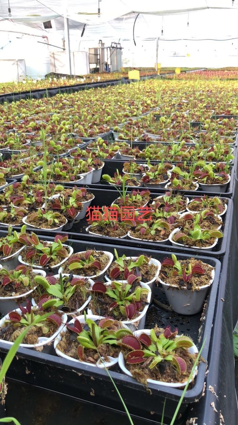 超大大嘴捕蝇草