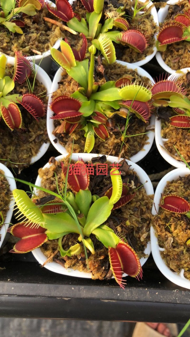 超大大嘴捕蝇草