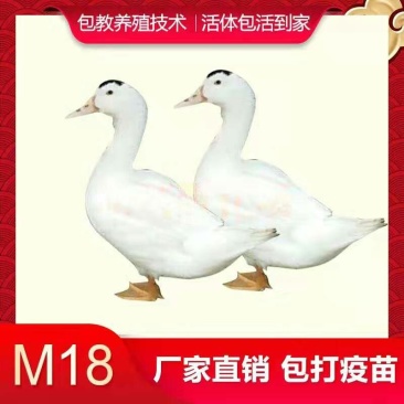 鸭苗，一点头鸭苗，m18木鸭可养到12斤成品