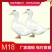 鸭苗，一点头鸭苗，m18木鸭可养到12斤成品