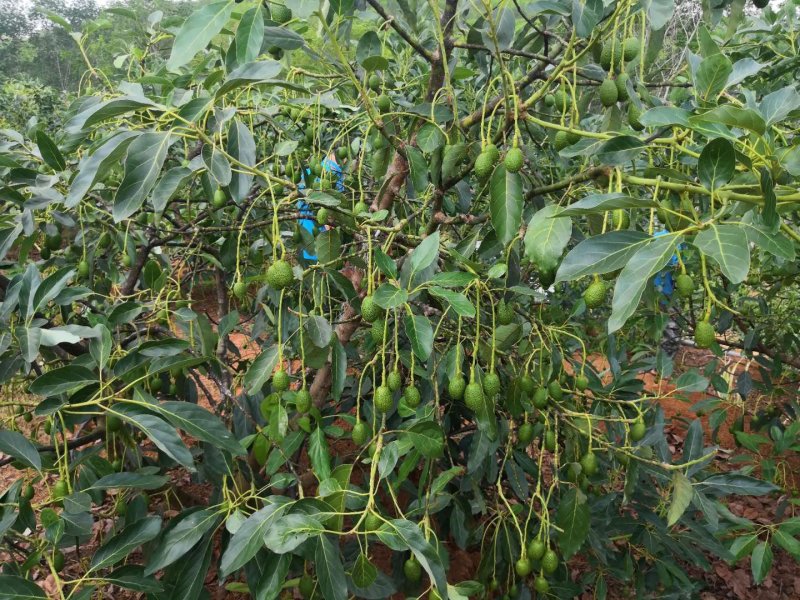 哈斯牛油果(云南自家果园种植300余亩)