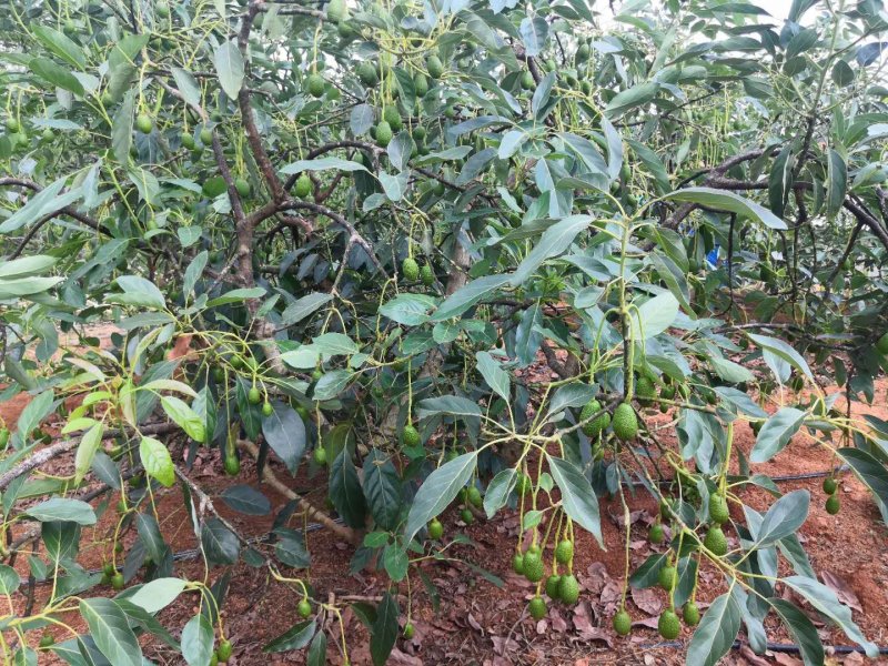哈斯牛油果(云南自家果园种植300余亩)
