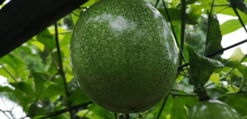 百香果西番莲（自家果园种植）