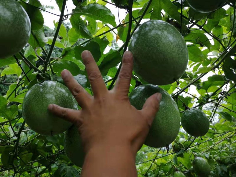 百香果西番莲（自家果园种植）
