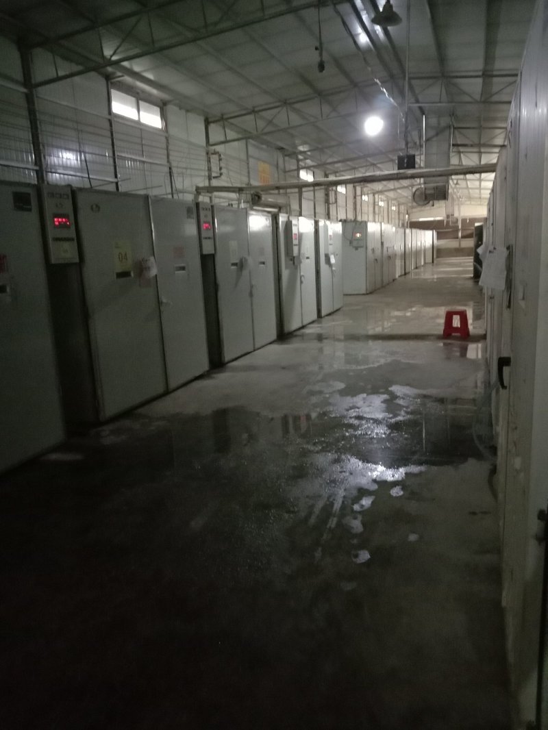 k9肉鸡苗脱温鸡苗出壳苗包运费专业脱温鸡苗