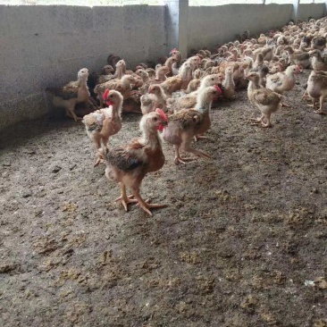 k9肉鸡苗脱温鸡苗出壳苗包运费专业脱温鸡苗