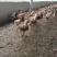 k9肉鸡苗脱温鸡苗出壳苗包运费专业脱温鸡苗
